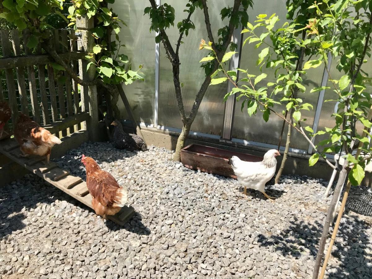 Ferienwohnung Draexl Garten Und Bergblick Nußdorf am Inn Esterno foto